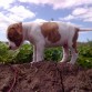 bob en el campo